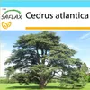 SAFLAX Dárková sada - Severoafrický atlasový cedr - Cedrus Náhled obrázku produktu 5