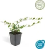 Cotoneaster dammeri 'Major' sterk 48 planten 25cm Ø9cm Productafbeelding-voorbeeld 2