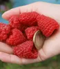 A hand holding several large raspberries and a coin. Produktbild-Vorschau