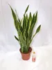 [Palmenlager] XL Sansevieria "laurentii" 80 cm - Pot 21 cm Produktbild-Vorschau 2