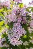 Kolkwitzia amabilis, Kolkwitzie, rosa Blüten, 60–100 cm Produktbild-Vorschau 3