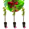 Sada 3 stĺpovitých čerešní - 3x Prunus avium 'Boas'® - Náhľad obrázku produktu 1
