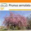 SAFLAX Garden in the bag - Japonský třešňový květ - Prunus Náhled obrázku produktu 9
