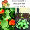 Kapuzinerkresse Samen (Tropaeolum majus) - Farbenprächtige, Produktbild-Vorschau 2