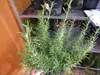 A potted rosemary plant is shown in a nursery or garden center setting. Produktbild-Vorschau