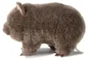 WWF Plüschtier Wombat (28cm) lebensecht Kuscheltier Produktbild-Vorschau 3