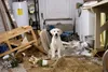 Marley und ich Produktbild-Vorschau 7