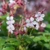 Stauden Gänge 3 x Geranium macrorrhizum 'Spessart' - weißer Produktbild-Vorschau 3