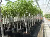 Feigenbaum 150-180 cm Obstbaum winterhart kräftiger Stamm, Produktbild-Vorschau 5