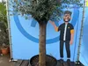 An olive tree is shown next to a life-size cutout of a man with a height measurement. Produktbild-Vorschau