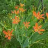 Leopardenblume, Cont. 0,5 l Produktbild-Vorschau 3