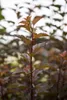 Physocarpus opulifolius 'Amber Jubilee', Blasenspiere, Produktbild-Vorschau 1