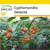 SAFLAX Kultivačný set - Tropický paradajkový strom / Náhľad obrázku produktu 10