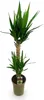 Green boutiQ - Plante d'intérieur - Yucca elephantipes - Voir les images du produit 2