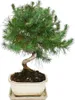 Bonsai - Pinus halepensis - Pino d'Aleppo - circa 7-8 anni Anteprima dell’immagine prodotto 1