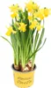 20 jonquilles Tête-à-Tête en pot de 9 cm - Jonquilles  Le Voir les images du produit 1