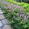 Stauden Gänge 1 x Astilbe chinensis pumila - Zwerg Produktbild-Vorschau 2