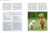 Rütter, Welpentraining Produktbild-Vorschau 4