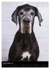 Faszination Deutsche Dogge (Wandkalender 2027 DIN A4 hoch), Produktbild-Vorschau 12