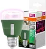 Osram LED Star Grow Lamp T60 10W E27 bianco/viola/blu Anteprima dell’immagine prodotto 9