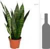 Sansevieria Black Coral - Schwiegermutterzunge - Bogenhanf Produktbild-Vorschau 2