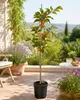 Prunus armeniaca Tirynthos Aprikosenbaum 100–140 cm – Produktbild-Vorschau 1