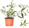 Bloomique - 3er-Mix - Buddleja Davidii - Produktbild-Vorschau 3