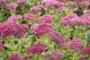 Sedum telephium 'Herbstfreude', Fetthenne, rosa Blüten, ca. Produktbild-Vorschau 1