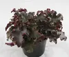 Heuchera "Purple Petticoats" - Purpurglöckchen "Purple Produktbild-Vorschau 2