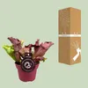 Roślina rurkowata Sarracenia Ø12 cm ↕20 cm Mięsożerna Podgląd zdjęcia produktu 4