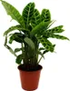 Roslina cieniolubna w paski XXL - Calathea zebrina - Zebra Podgląd zdjęcia produktu 2
