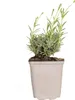 Bloomique - Lavandula Angustifolia Hidcote - Echter Produktbild-Vorschau 1