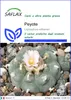 SAFLAX  - Peyote - 20 semi - Lophophora Anteprima dell’immagine prodotto 1