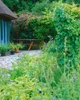 Actinidia kolomikta, Kiwi, dekoratives Laub, 60–100 cm Produktbild-Vorschau 12