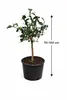 Plante de yuzu (Citrus x junos) 70-100 cm, résistante au Voir les images du produit 5