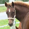 A close-up of a horse's head and neck, wearing a halter, with a white fence and green grass in the background. Produktbild-Vorschau