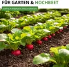 Radieschen Riesenbutter Samen - Raphanus sativus - Produktbild-Vorschau 6