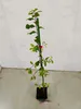 Set di 2 prugnole (Prunus spinosa) - altezza 60 cm - Anteprima dell’immagine prodotto 3