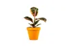 Gardners Ficus elastica Belize, průměr 12 cm Náhled obrázku produktu 1