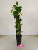 Psidium cattleianum "Red", guava jahodová, výška 50-60 cm, Náhled obrázku produktu 2
