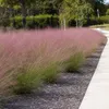 Stauden Gänge 1 x Muhlenbergia capillaris im 1 Liter Topf - Produktbild-Vorschau 4