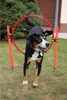 Merco Dog Trainer agility překážky pro psy balení 1 sada Náhled obrázku produktu 7