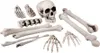 12-teiliges Knochen-Set - 1 Schädel, 7 Knochen, 2 Hände, 2 Produktbild-Vorschau 1