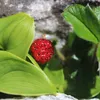 6 x Fragole - Fragaria chiloensis | Vaso 9cm x 9cm Anteprima dell’immagine prodotto 2