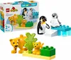 LEGO DUPLO Town Rodziny Dzikich Zwierząt: Pingwiny i Lwy, Podgląd zdjęcia produktu 10