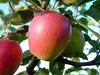 Retina ® Apfelbaum - Buschbaum Topfballen (Versandzeit: Produktbild-Vorschau 1