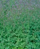Verbena officinalis, Eisenkraut, ca. 9x9 cm Topf, Produktbild-Vorschau 3
