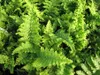 Stauden Gänge 3 x Dryopteris affinis 'Crispa' im 1 Liter Produktbild-Vorschau 4