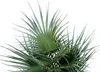 Europalms Fächerpalme Kunstpflanze 55cm 82509401 Náhled obrázku produktu 2