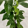 Set van 4 passievruchtplanten – Passiflora edulis Productafbeelding-voorbeeld 4